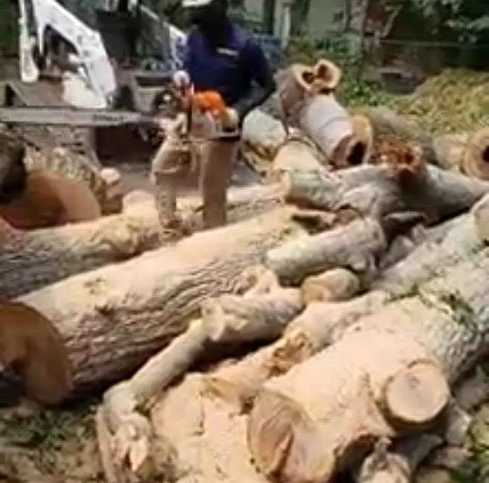 Emergency Tree Service