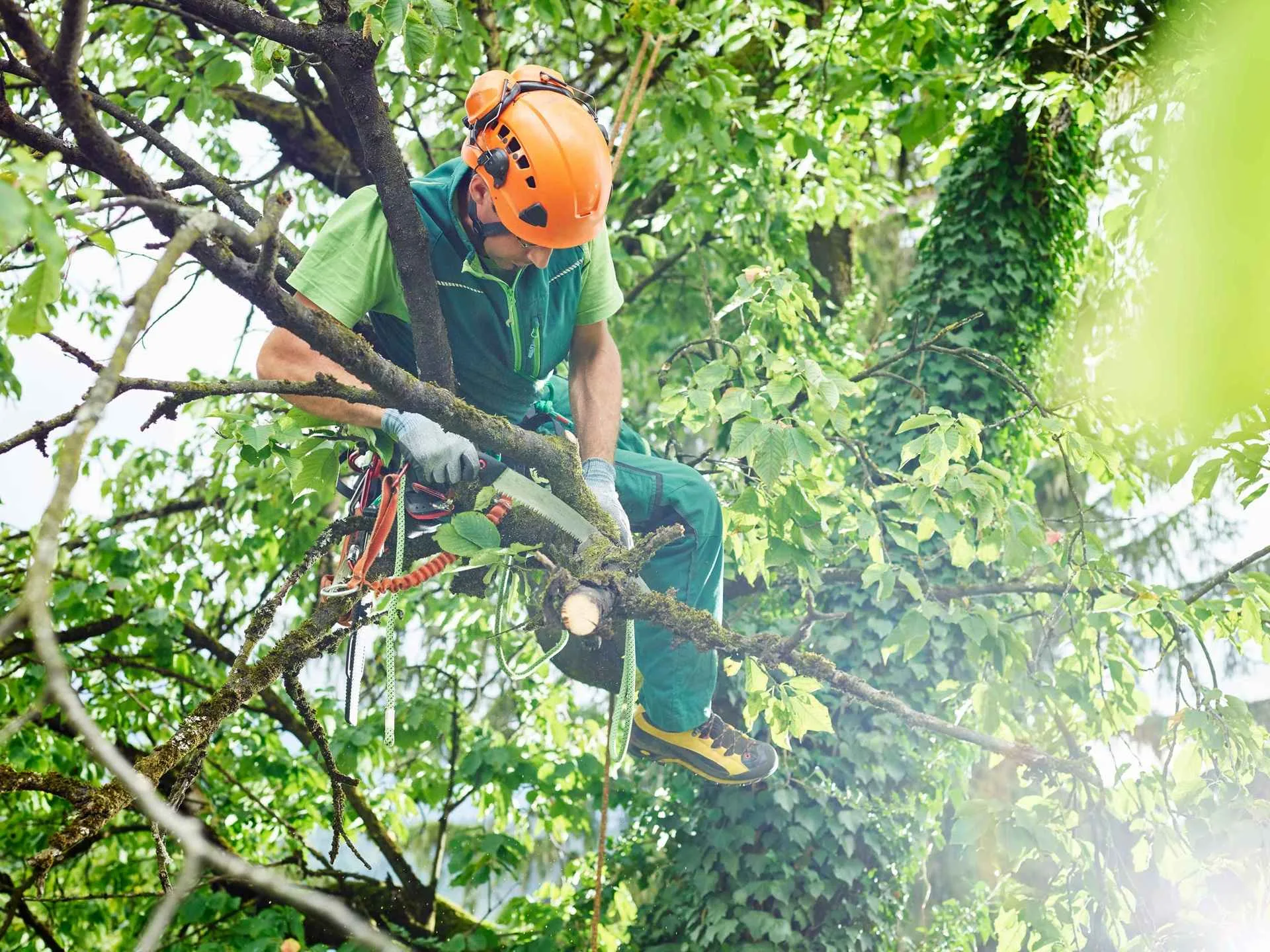 Tree trimming crew at work