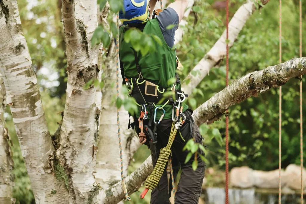 Tree Topping